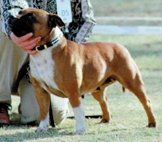 CH ZERACIOUS Star Jewill